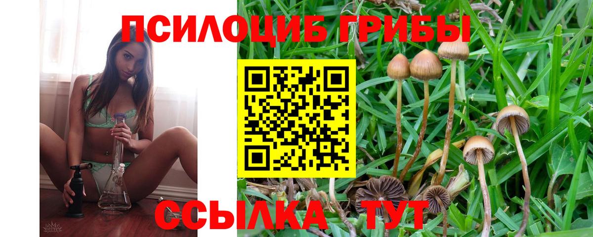 Псилоцибиновые грибы Psilocybe Ачхой-Мартан
